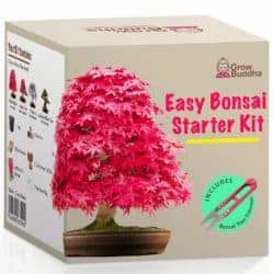 diy gifts for boyfriend - Bonsai Starter Kit