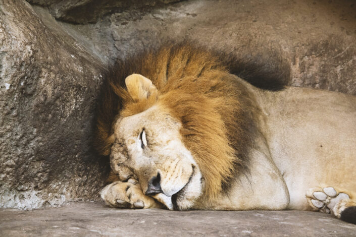 Lion, sleeping peacefully in a corner.
