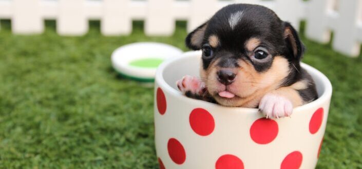short-coated-black-and-brown-puppy-in-white-and-red-polka-dot-ceramic-mug-on-green-field-