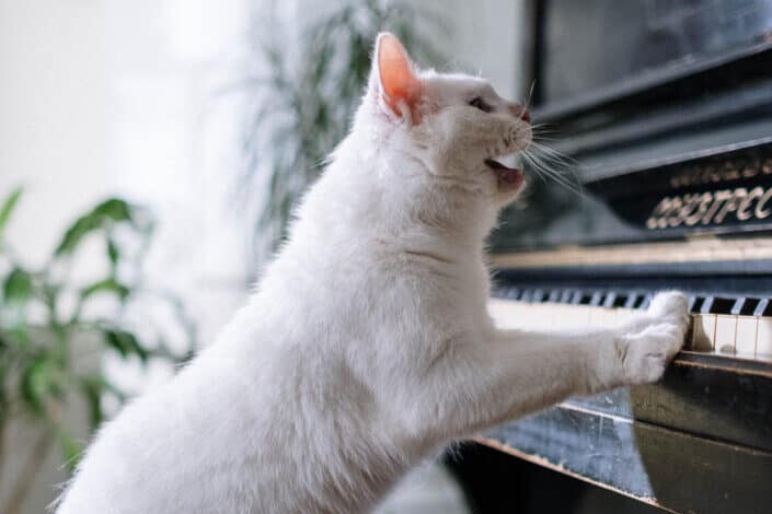 a cat playing the piano