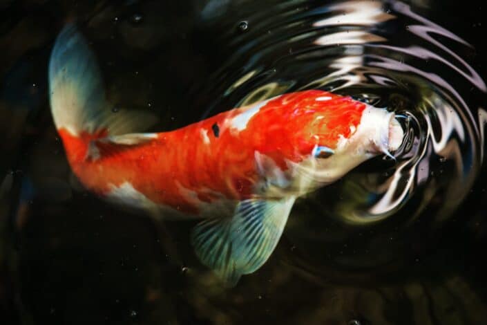 A fish breathing above the water.