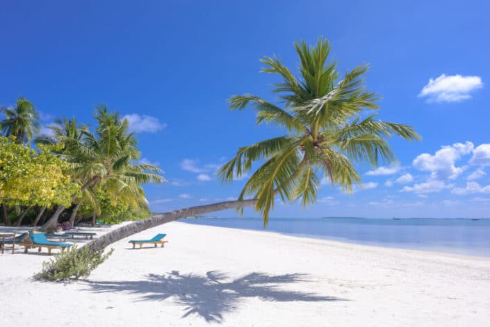 Beautiful white sand beach with a uniquely curved palm tree