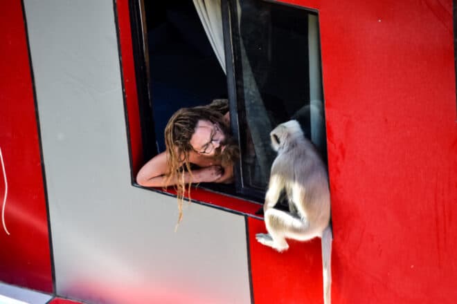 Monkey Stranger 31 Strange Confusing Questions - Fantastic Ways To Talk With