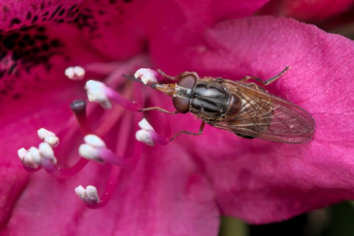 Fly on a flower in macro photography