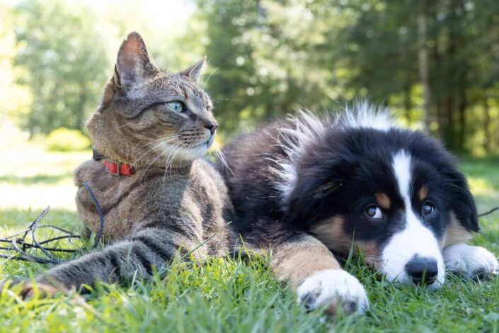 a dog and cat laying in grass